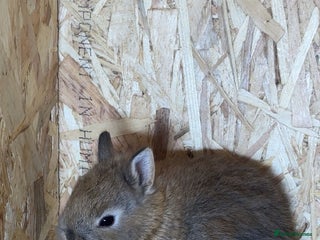 Netherland Dwarf rabbits Baby netherland dwarfs - Advert 1