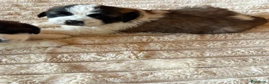 Saint Bernard Puppy 4