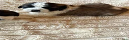 Saint Bernard dogs for sale: 4 beautiful kc reg st bernerd puppies. in Wisbech - Advert 8