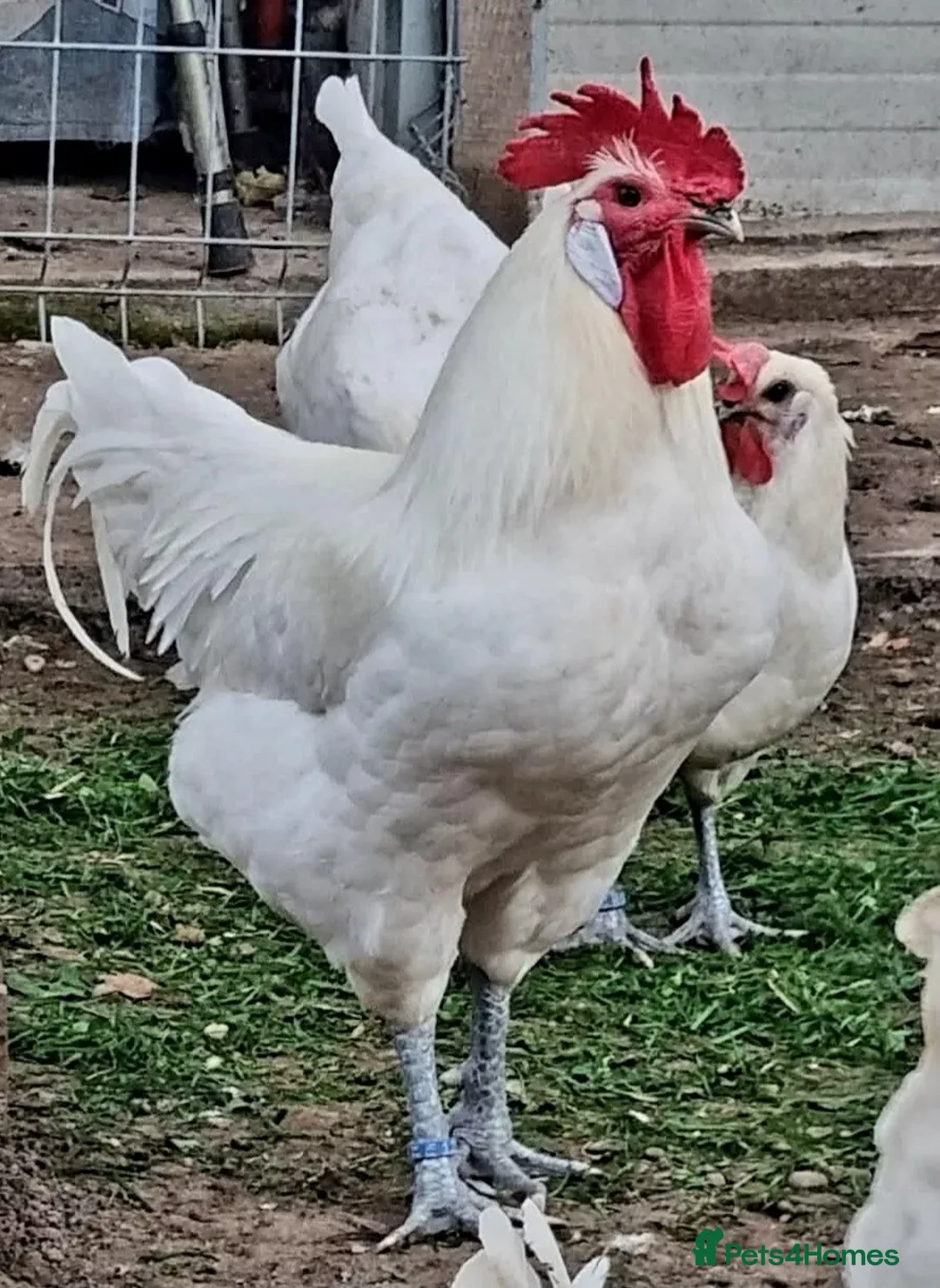 Chickens poultry for sale: La Bresse - Point of Lay hens and hatching eggs - Advert 1