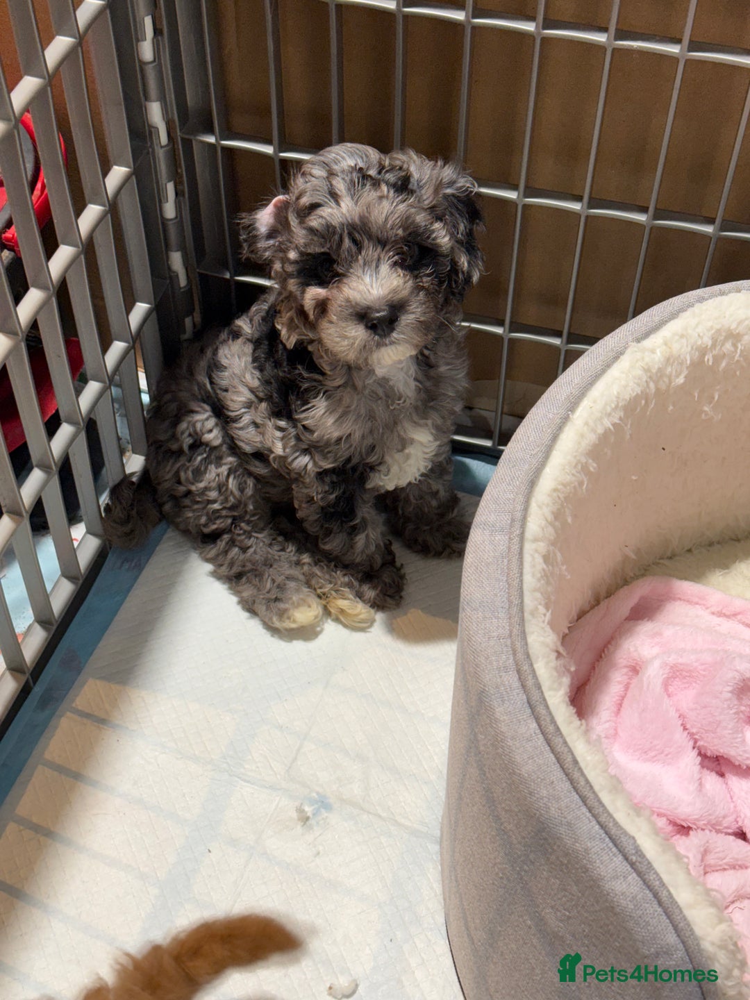 Cavapoo dogs for sale: Miniature cavapoo’s for sale - Image 2