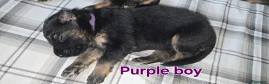German Shepherd Puppy 3