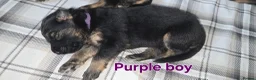 German Shepherd dogs for sale: Beautiful litter of german shepherd puppies  - Advert 7