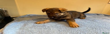 German Shepherd Puppy 2