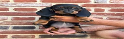Dachshund dogs for sale: Beautiful KC reg, standard dachshund puppies  - Advert 17