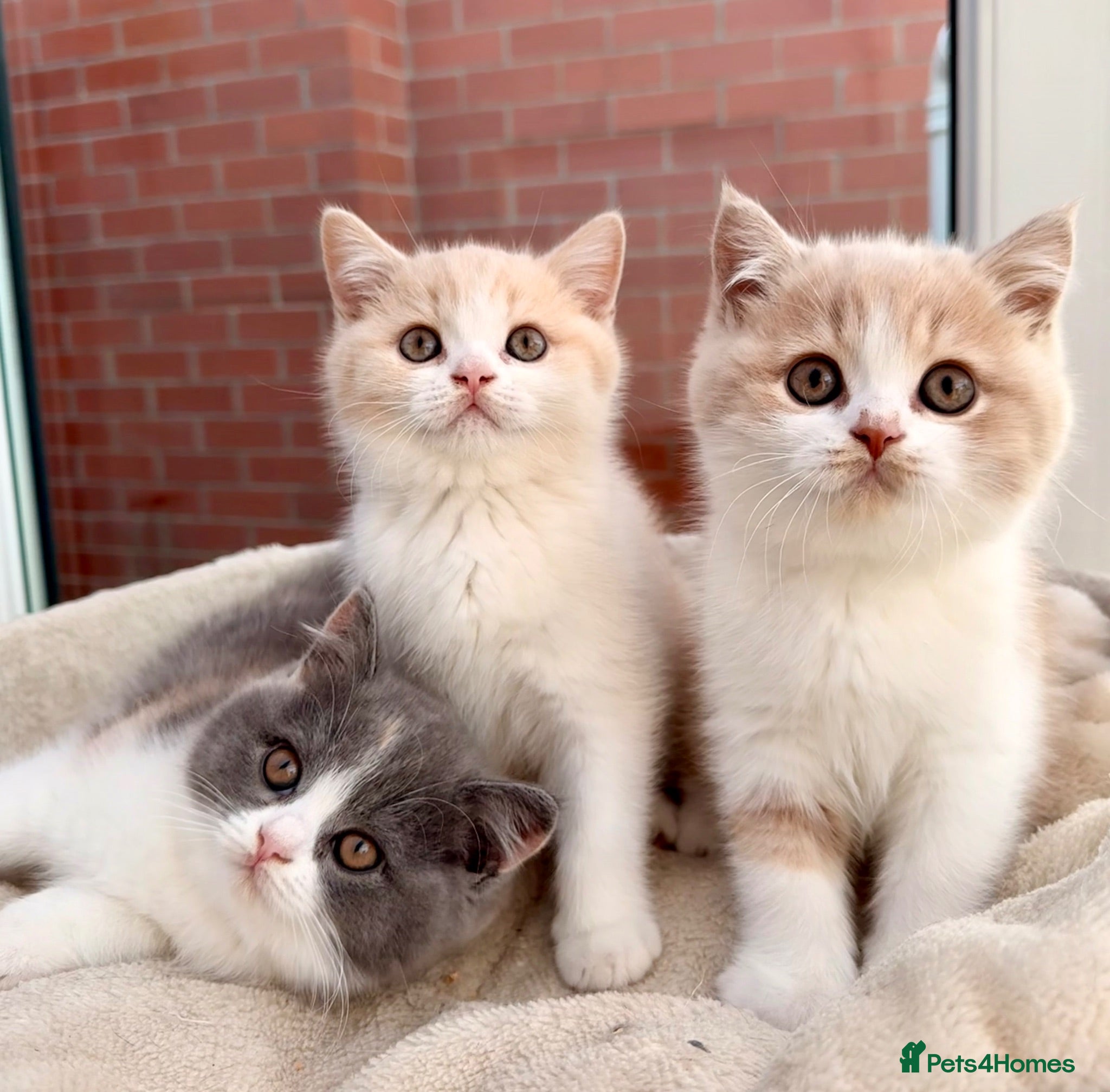 British Shorthair cats Stunning GCCF Reg British Shorthair Cream Bicolour - Advert 3