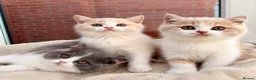British Shorthair cats for sale: Stunning GCCF British Shorthair Cream Bicolour Boy - Advert 6