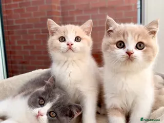 British Shorthair cats Stunning GCCF Reg British Shorthair Cream Bicolour - Advert 3
