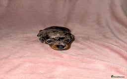 Dachshund dogs for sale: Female Merle and Female Black & Tan Dachshund  - Image 3