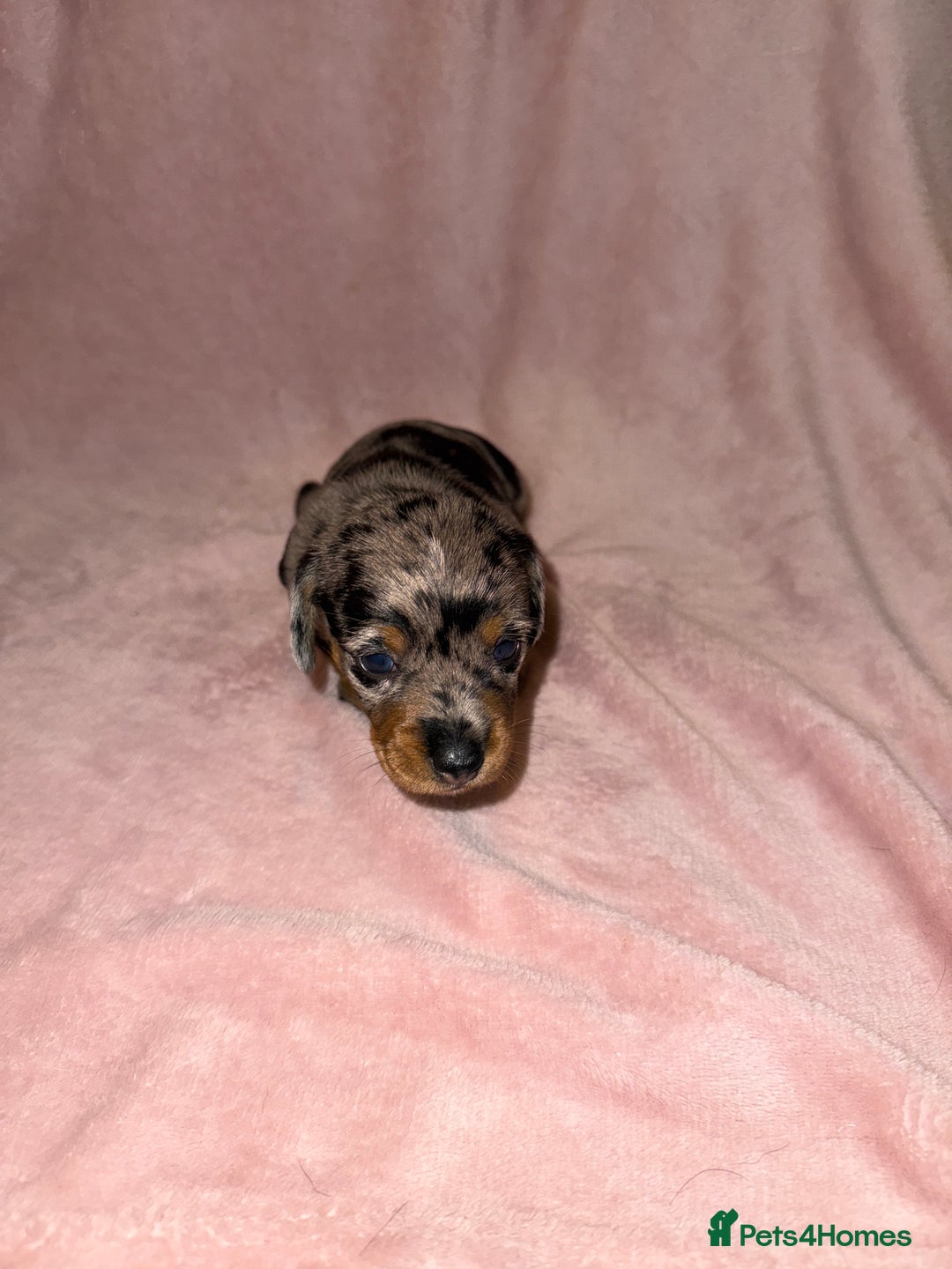 Dachshund dogs for sale: Female Merle and Female Black & Tan Dachshund  - Image 3