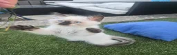 Ragdoll cats for sale: Ragamese ragdoll Siamese kittens  - Advert 10