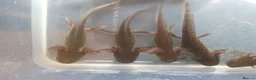 Axolotl reptiles for sale: Baby axolotls  - Advert 4