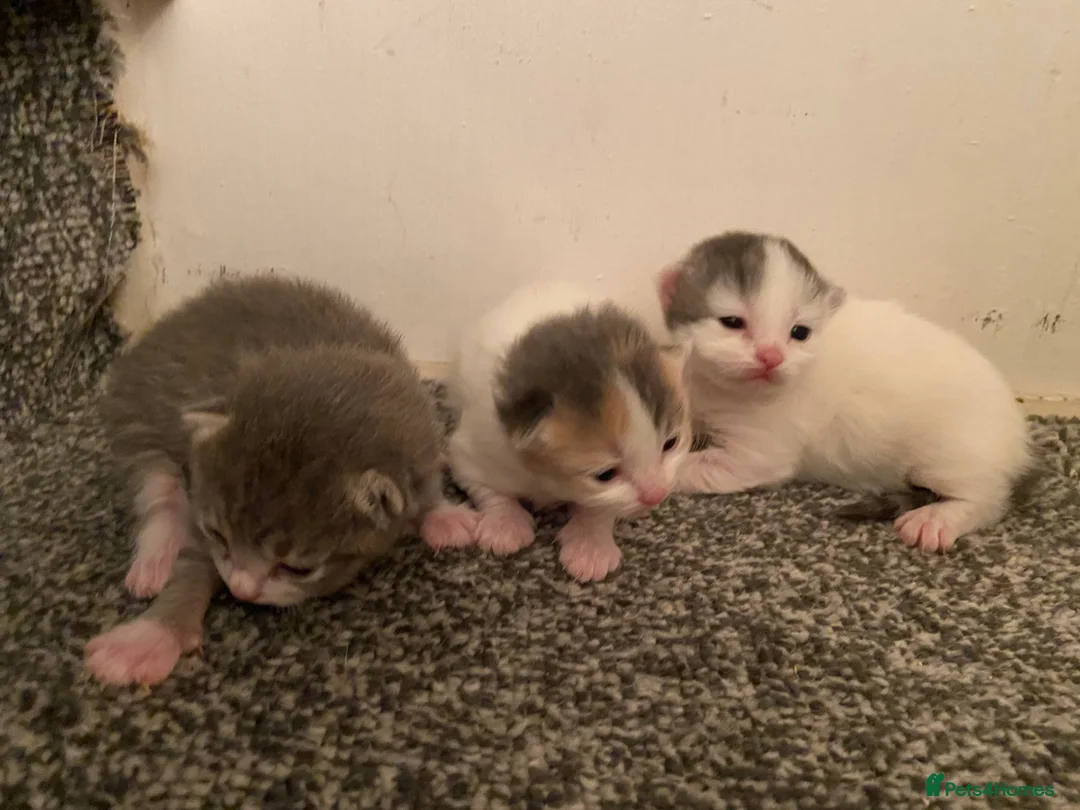 British Shorthair cats for sale: British Shorthair mixed in Stevenage - Advert 9