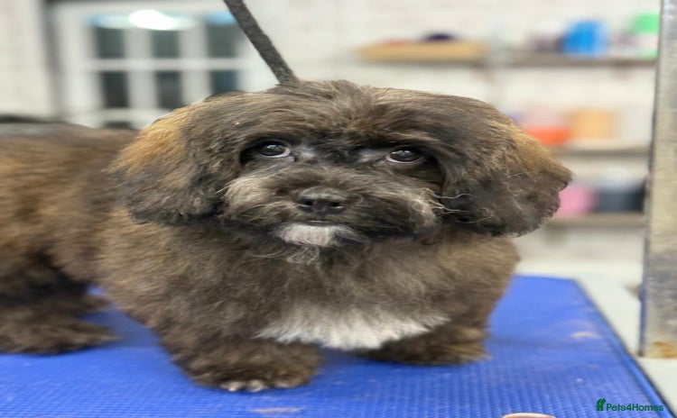 Shihpoo dogs - Advert 6