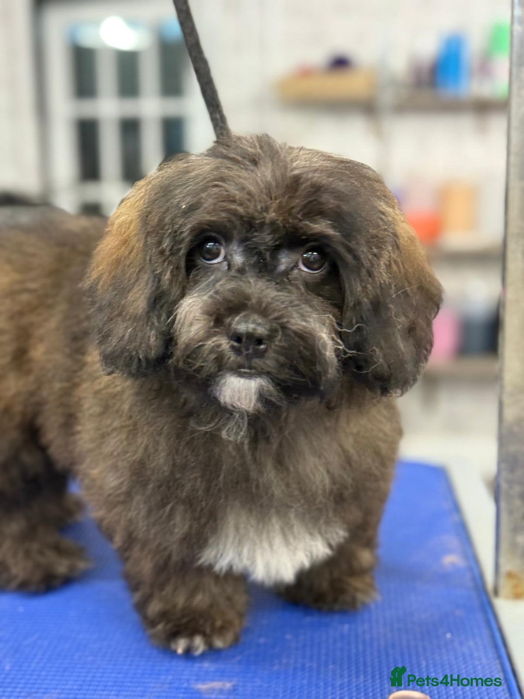 Shihpoo dogs for sale: 🩷 Beautiful Shihpoo Girl available 🩷 - Image 4