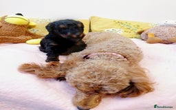 Toy Poodle dogs for sale: Toy poodle boy - Advert 5