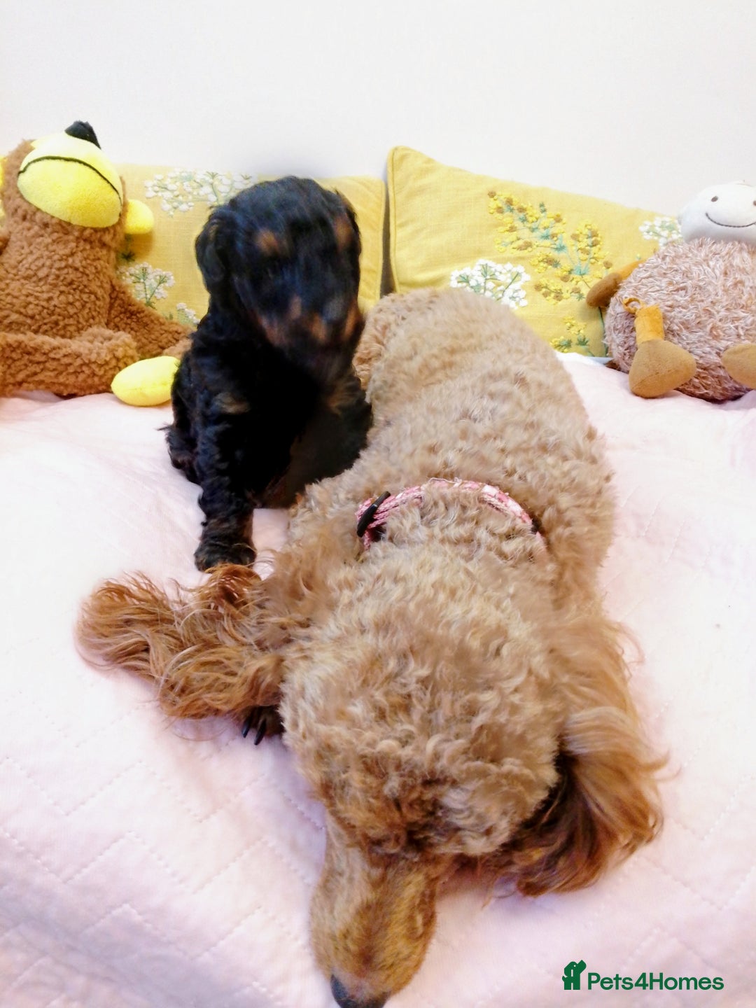 Toy Poodle dogs for sale: Toy poodle boy - Advert 5