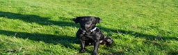 Labrador Retriever dogs for sale: Beautiful 7 year old female Labrador retriever  - Advert 5