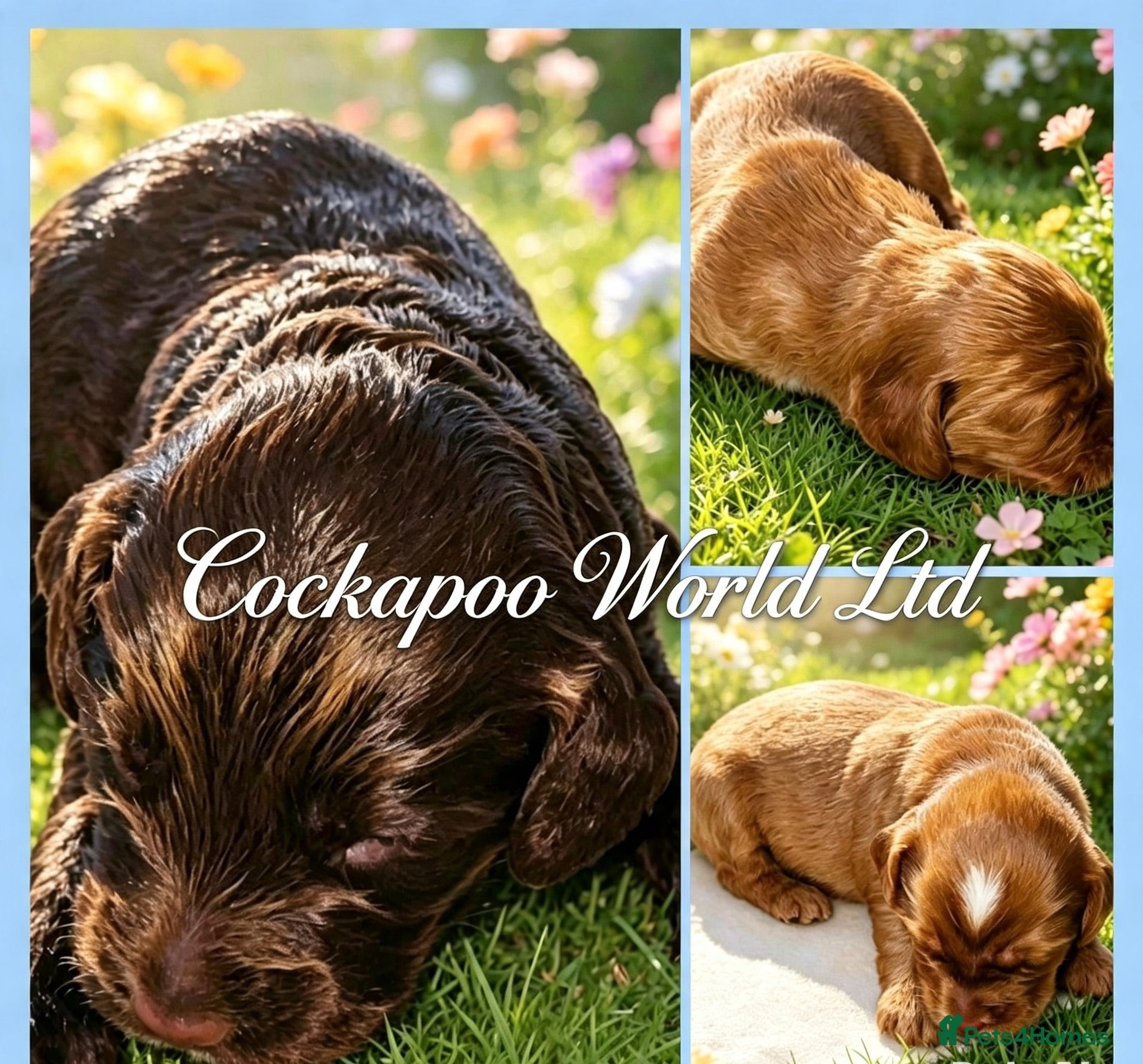 Cockapoo dogs DNA CLEAR, Stunning cockapoos, Ready 5th September - Advert 17