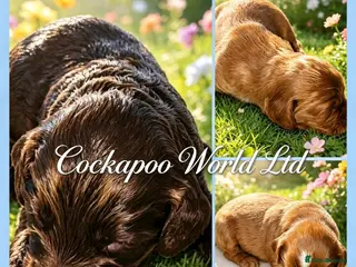 Cockapoo dogs DNA CLEAR, Stunning cockapoos, Ready 5th September - Advert 17