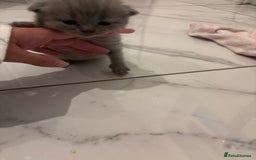 British Shorthair cats for sale: Short British hair kittens cross Scottish fold. - Image 3