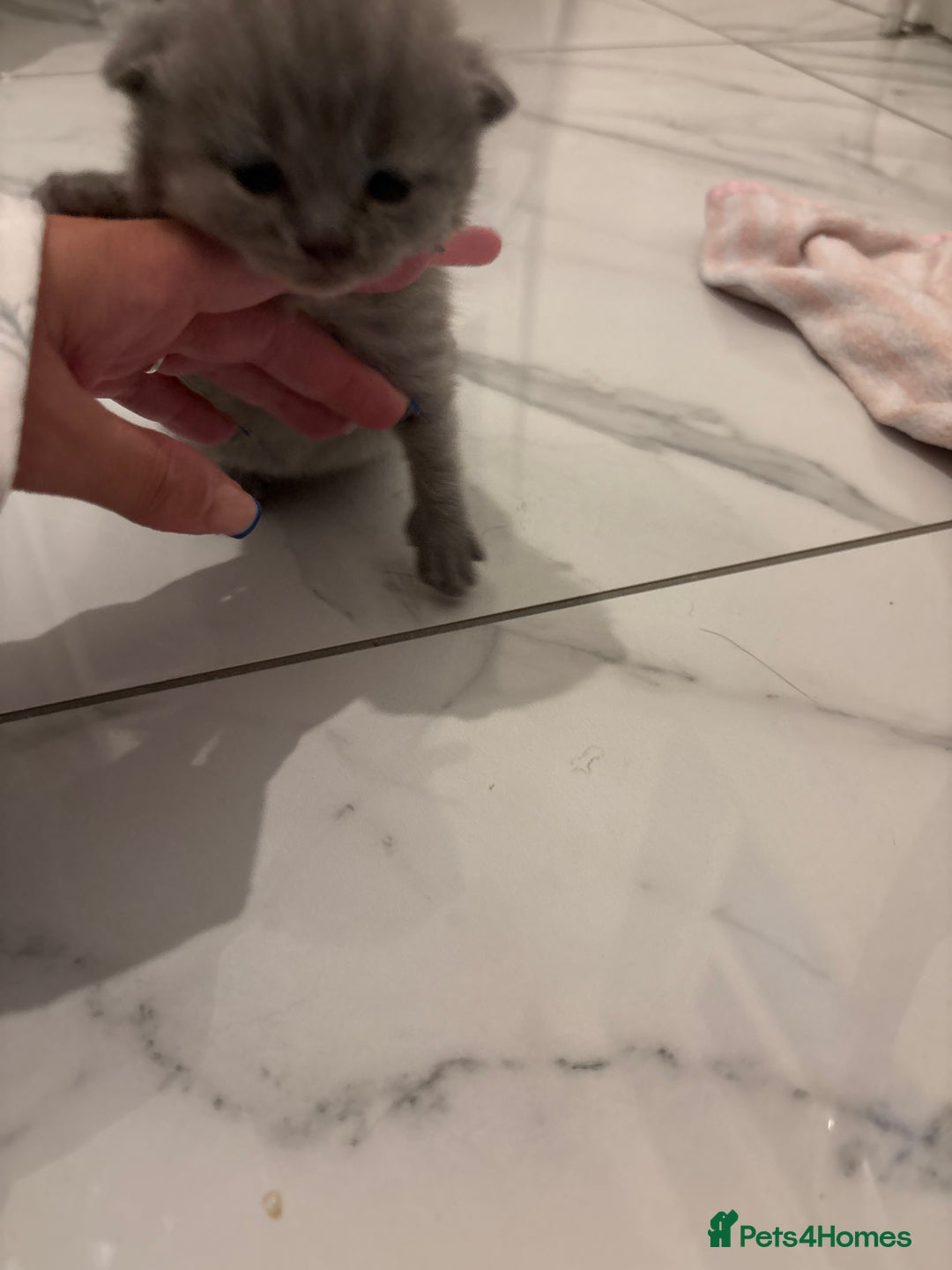British Shorthair cats for sale: Short British hair kittens cross Scottish fold. - Image 3