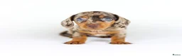 Miniature Dachshund dogs for sale: Short Haired miniature dachshund Puppy’s  - Advert 3