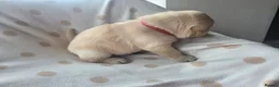Labrador Retriever dogs for sale: Beautiful labrador puppies  - Advert 28