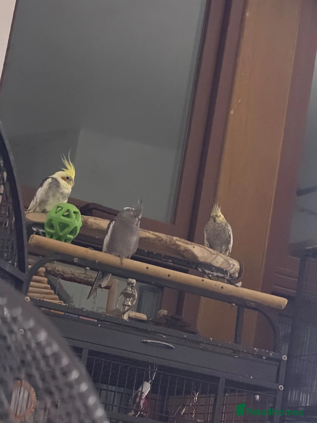 Mixed Breed birds for sale: Large and small talkative tame parrots - Advert 2
