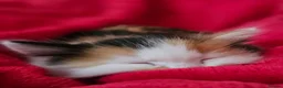 Mixed Breed cats for sale: Four Adorable Little Kittens Full of Personality - Advert 15