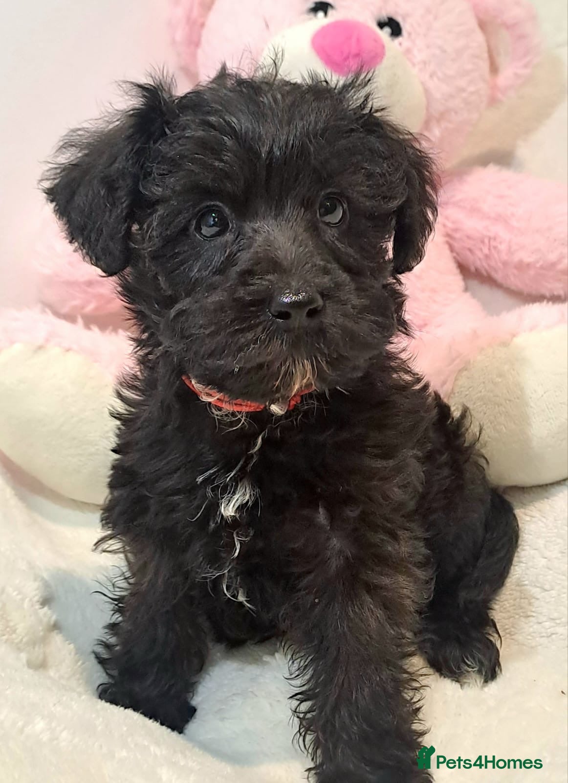 Schnoodle dogs ***READY NOW***Schnoodle pups for sale.  - Advert 1