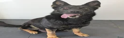 German Shepherd dogs for sale: Champion-Line KC Pups From Health Tested Parents - Advert 4