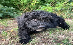 Cockapoo dogs for sale: Cockapoo Puppies - Advert 4