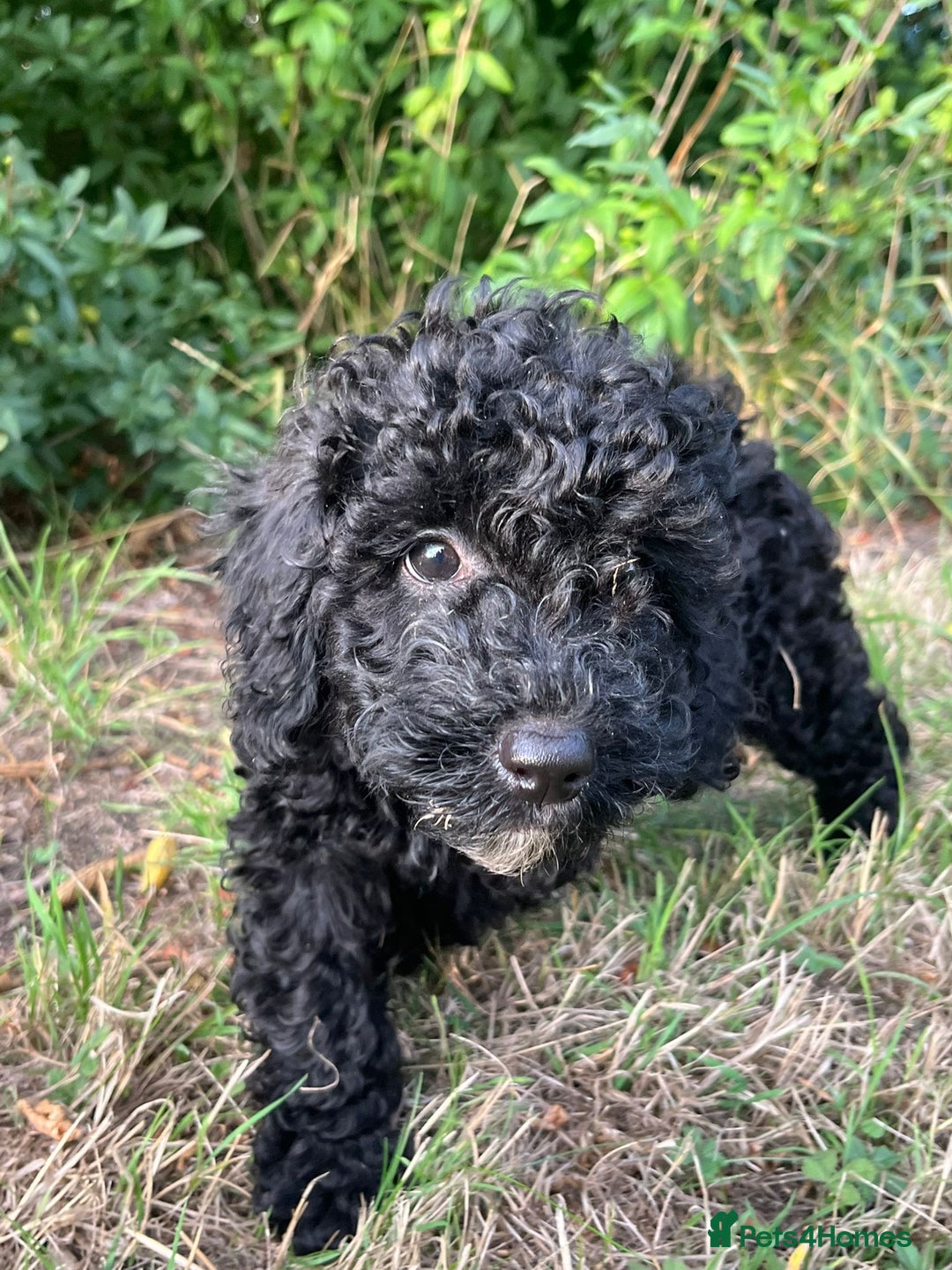 Cockapoo dogs for sale: Cockapoo Puppies - Advert 4