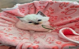 Ragdoll cats for sale: Beautiful Ragdoll Kittens, GCCF & Tica Registered - Image 3