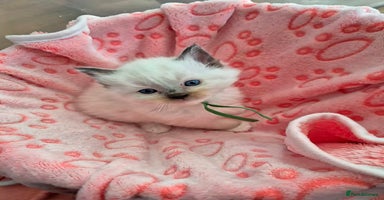 Ragdoll cats - Advert 6