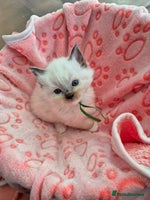 Ragdoll cats - Advert 5