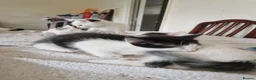 Mixed Breed cats for sale: Adorable kittens for sale  - Advert 3