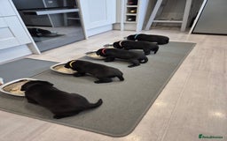 Labrador Retriever dogs for sale: Black Labrador Retreiver pups - Image 1