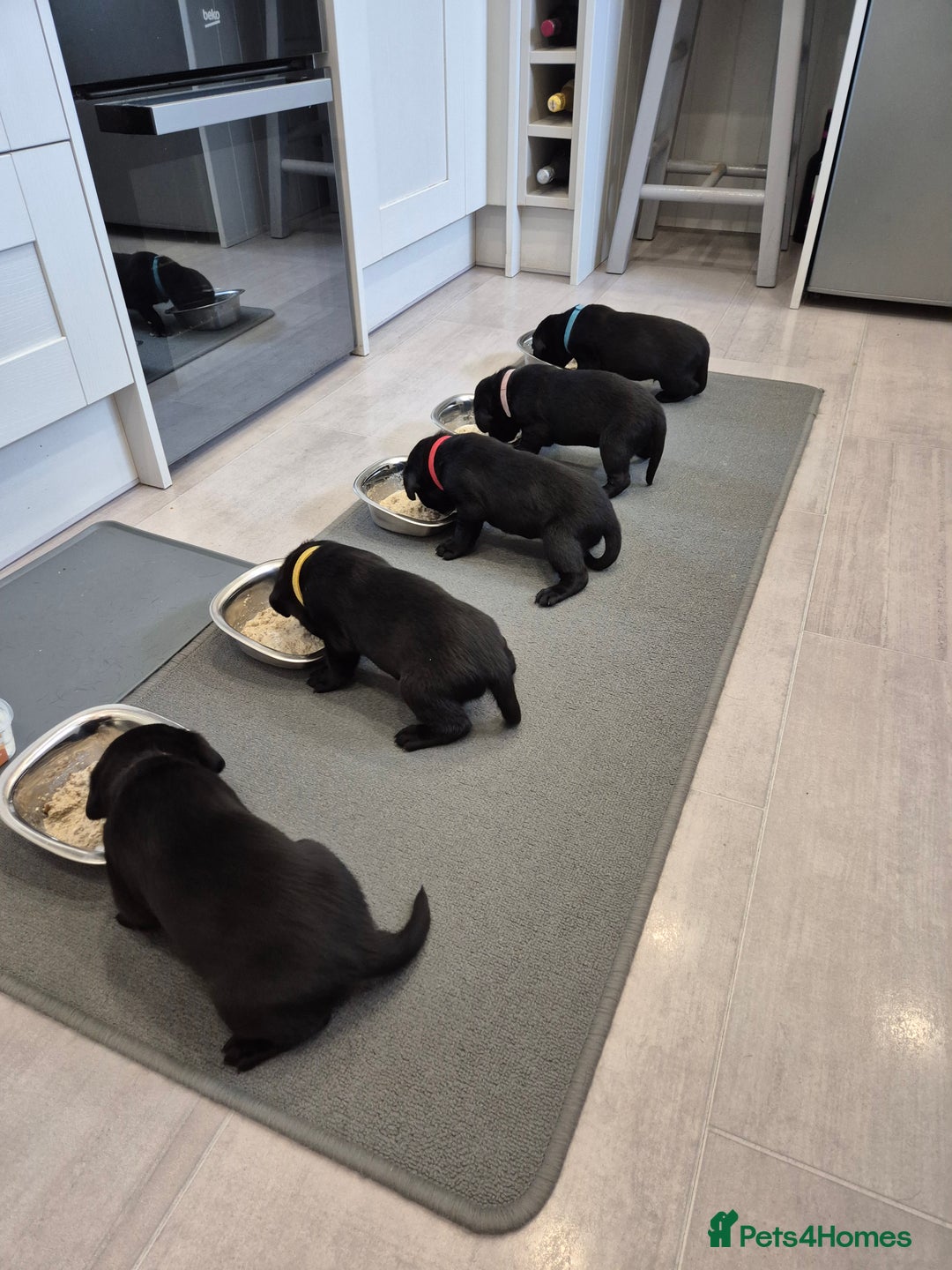 Labrador Retriever dogs for sale: Black Labrador Retreiver pups - Image 1