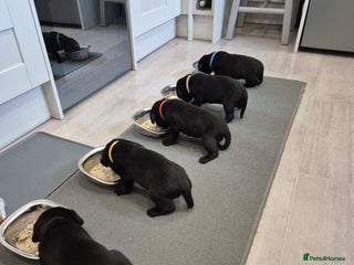 Labrador Retriever dogs - Advert 10