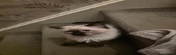 Ragdoll cats for sale: One beautiful ragdoll kitten remaining - Advert 3