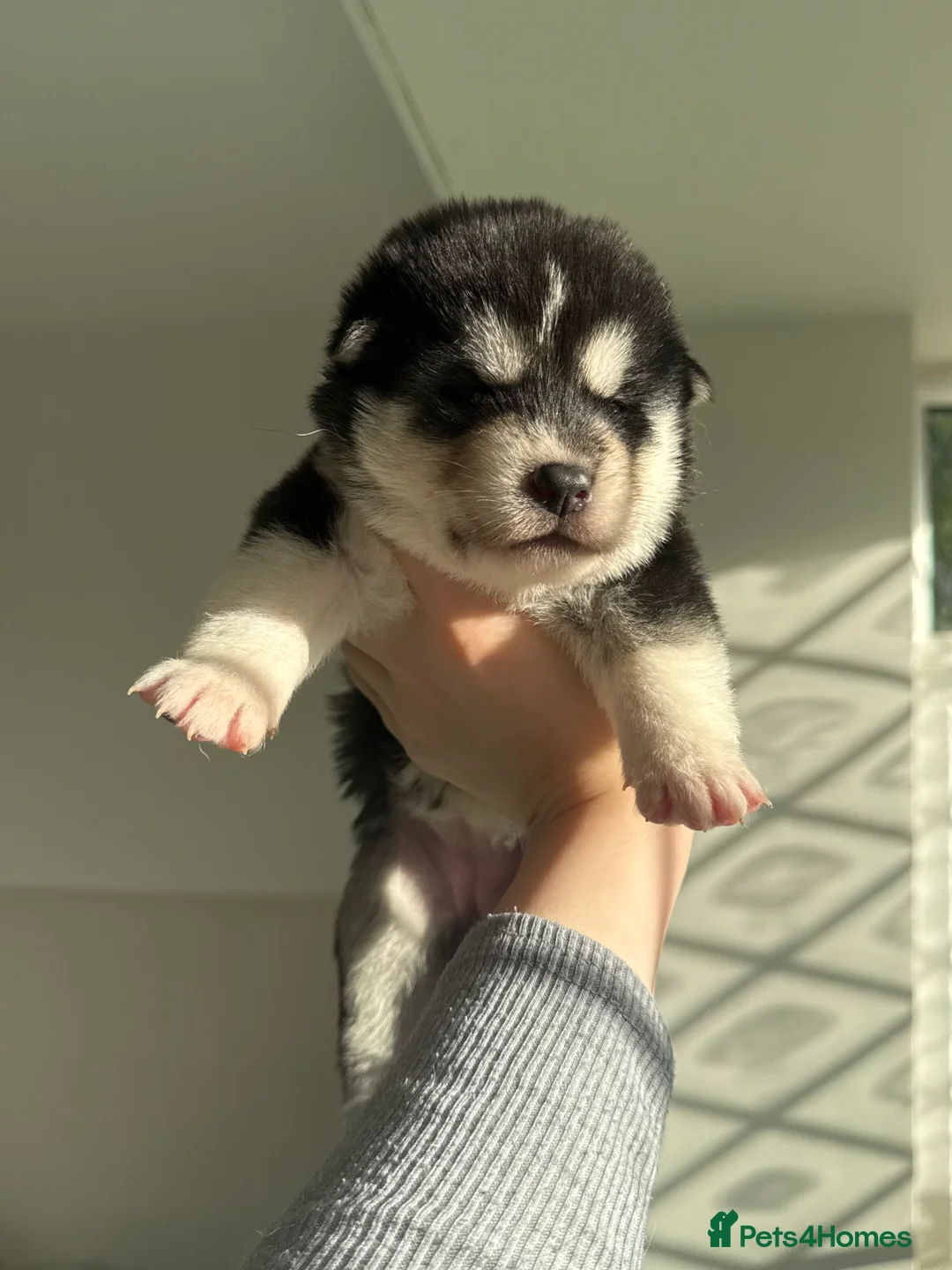 Huskita dogs for sale: Huskita Puppies FULLY VACCINATED - Advert 13