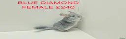 Chinchilla rodents for sale: HANDLED & TAME CHINCHILLA MIX COLOURS AND GENDER - Advert 11