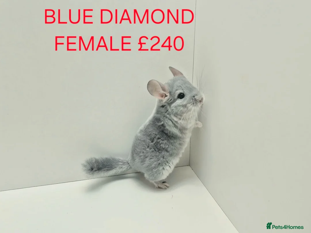 Chinchilla rodents for sale: HANDLED & TAME CHINCHILLA MIX COLOURS AND GENDER - Advert 11