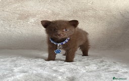 Pomsky dogs for sale: Small f3 Pomsky puppies for sale  - Image 1