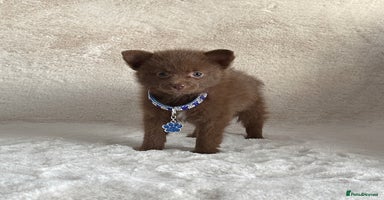Pomsky dogs - Advert 2