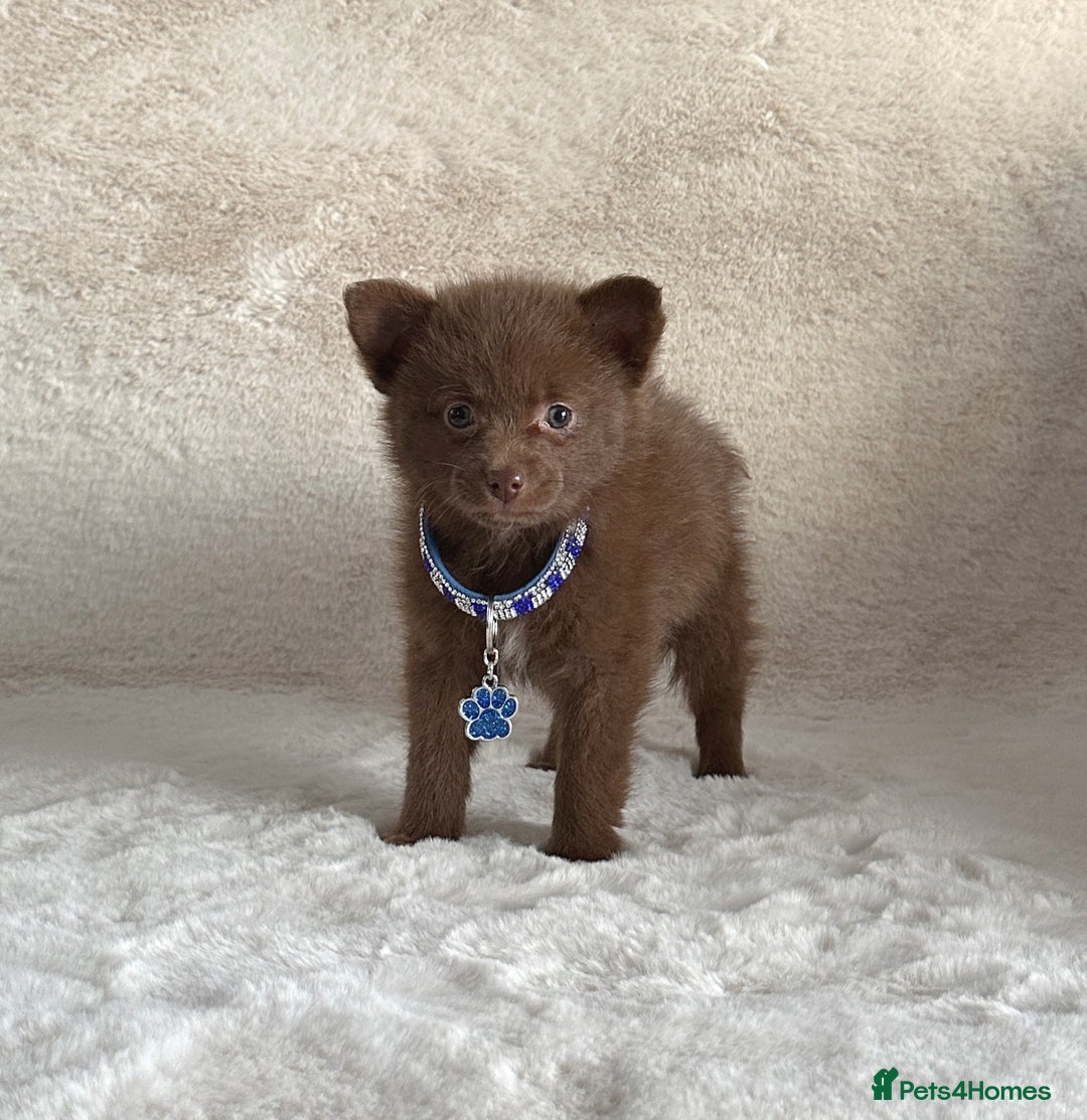 Pomsky dogs for sale: Small f3 Pomsky puppies for sale  - Image 1