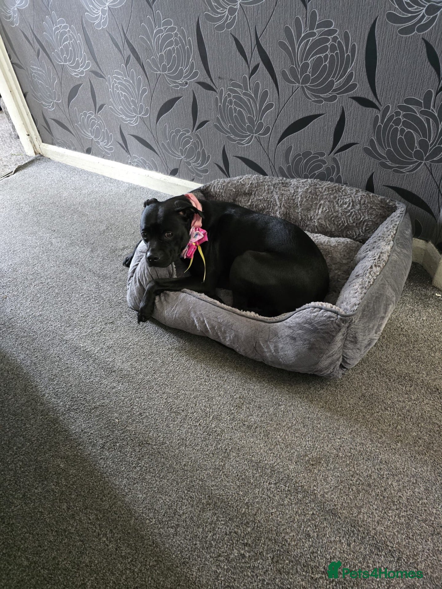 Mixed Breed dogs Dog to good home. - Advert 1