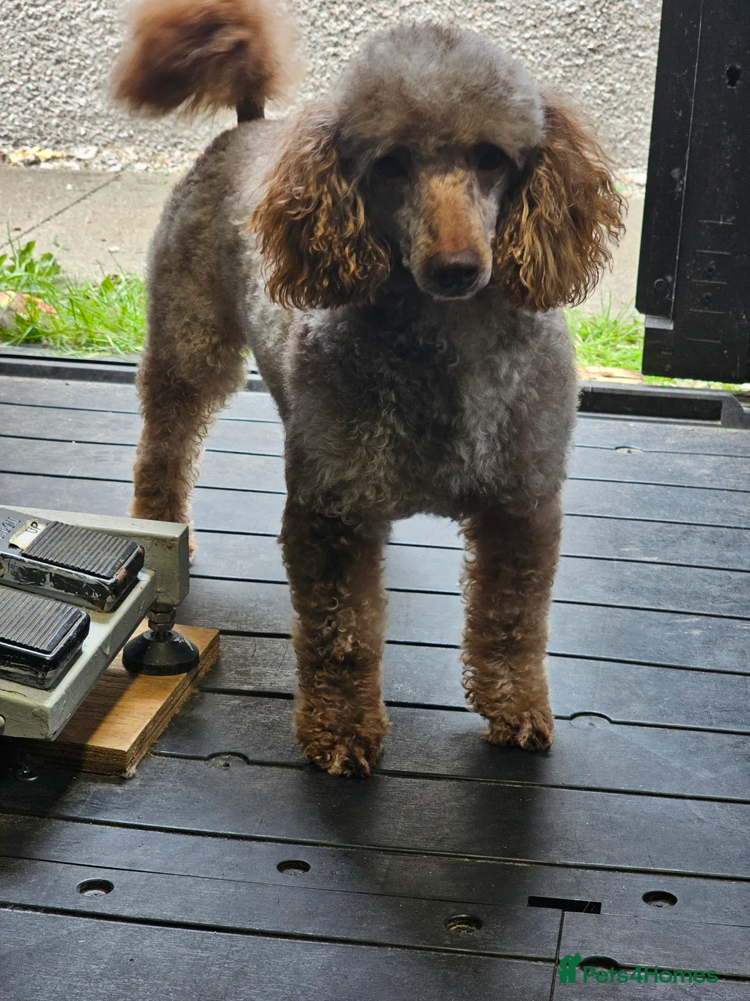 Poodle dogs for stud: DWKC pra clear toy/mini chocolate merle phantom in Aberdeen - Advert 4